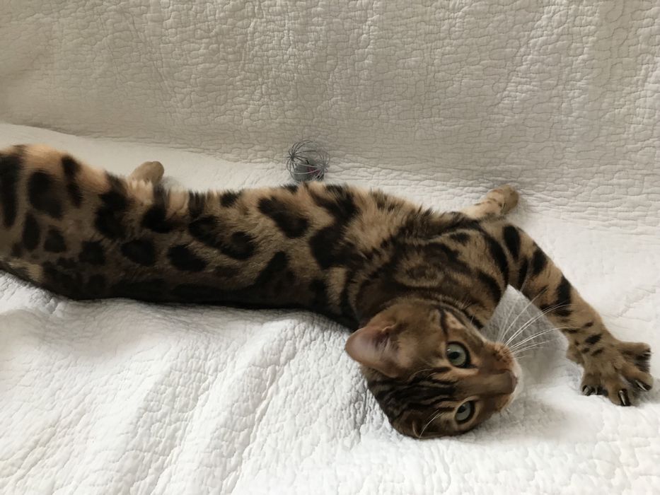 Красивый бенгальский кот для вязки