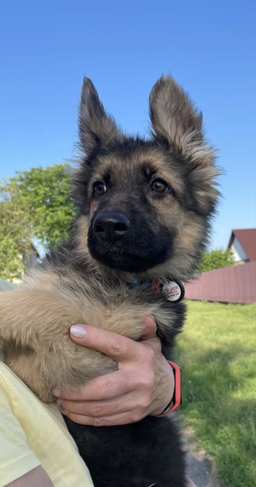 Щенки немецкой овчарки