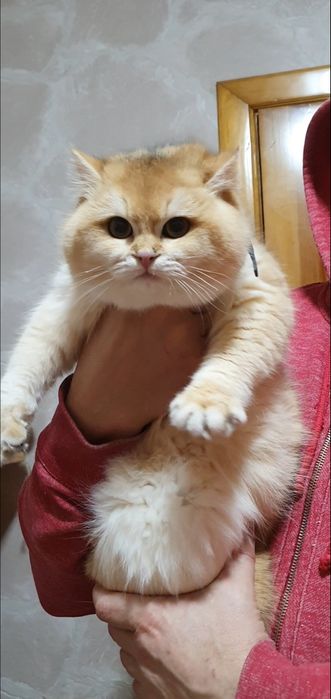 Золотий британський шиншила котик ny12