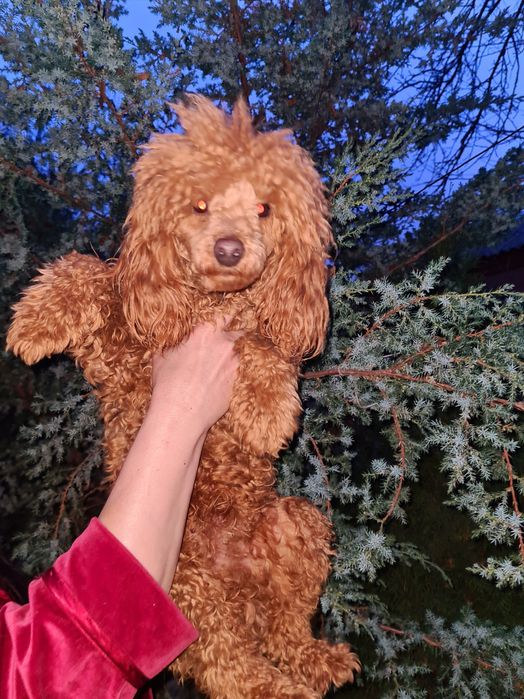 Мальчик красного цвета