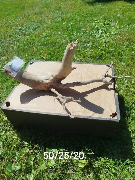 Korzeń do akwarium, terrarium.50/25/20cm.Suchy. Preparowany .Gotowy do akwarium
