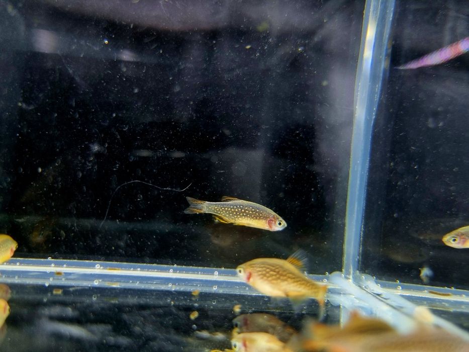 Rozbora Galaxy Danio perłowe ryby do nano akwarii lub krewetkarium