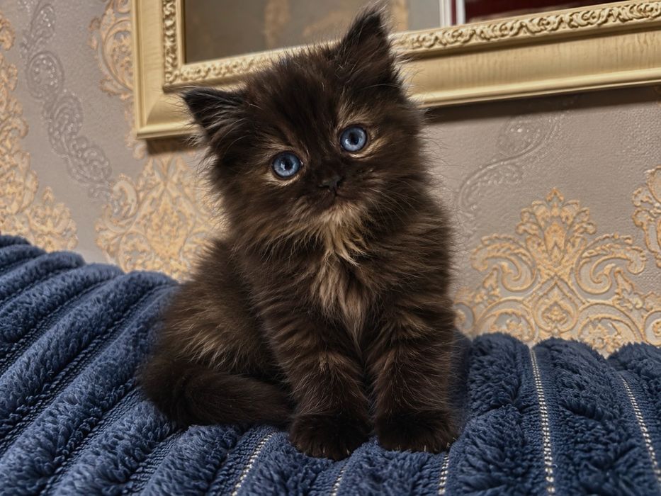 Отдам котиков в хорошие руки