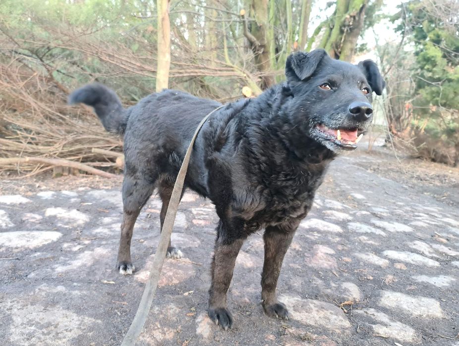 Spokojny Robin do adopcji!!! Pieski dowozimy!!!