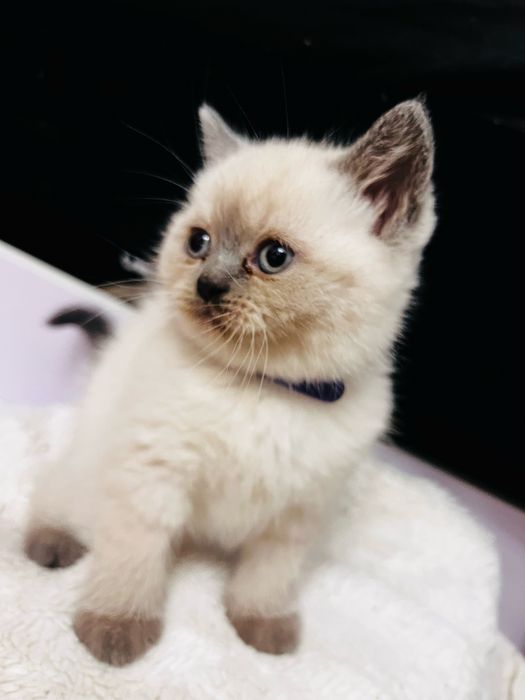 Kotka brytyjska Point