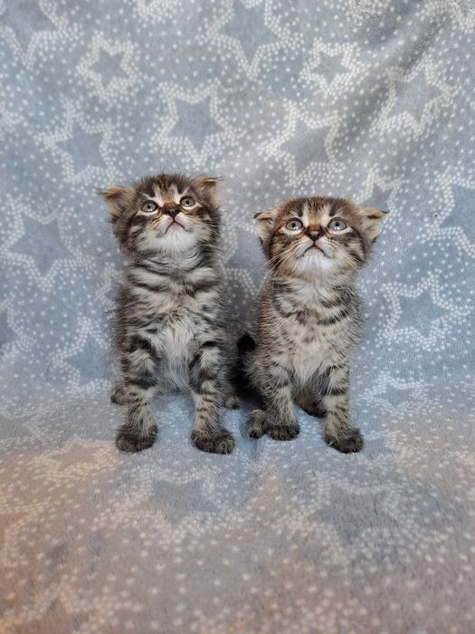 Очень классные шотландские котята