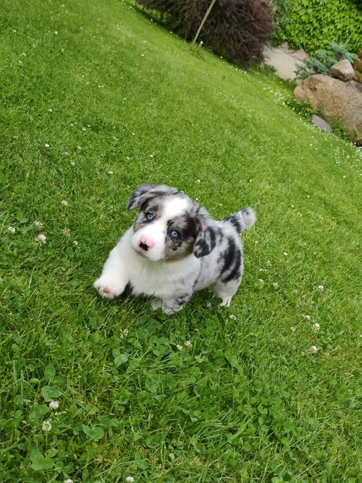 Maluszek Welsh Corgi Cardigan MAX