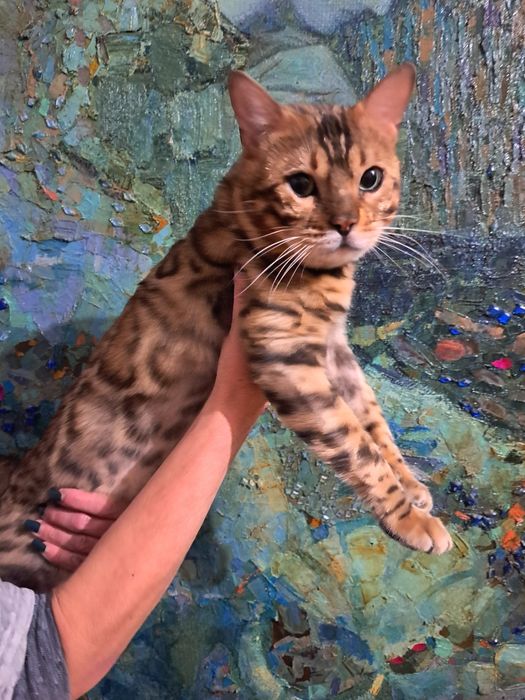 Бенгальський котик