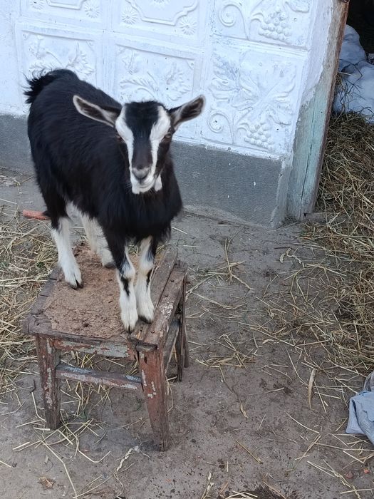 Продам козенята    без рогів