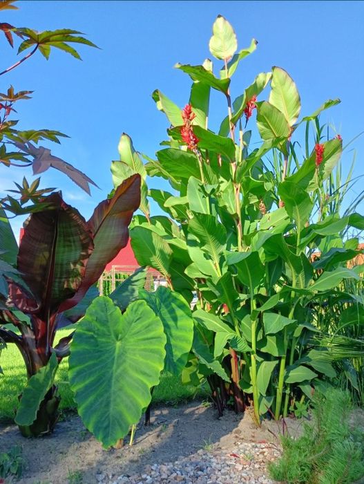 Zestaw Kanna Canna Paciorecznik czerwona wysoka bulwy