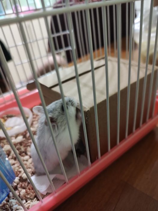 Віддам джунгарського хом'ячка безкоштовно