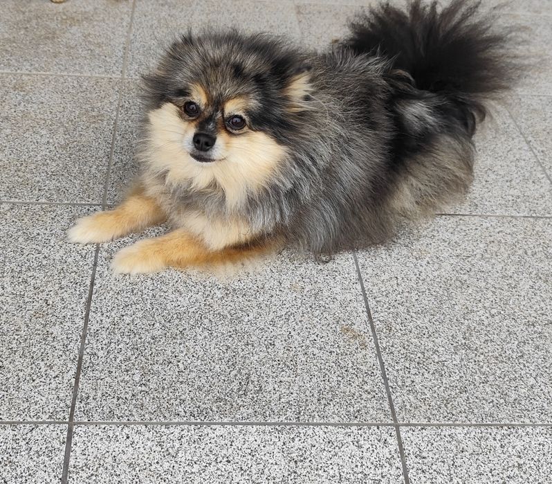 Доросла дівчинка мерле