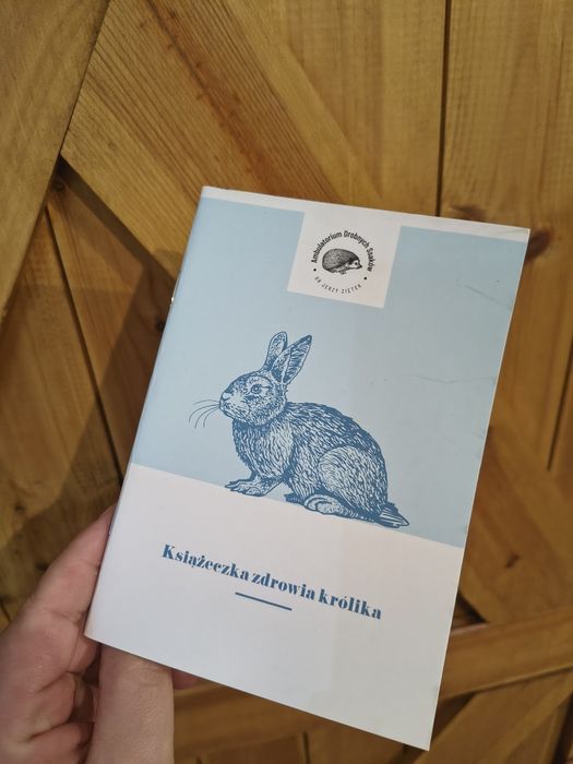 Za darmo króliczek samiec