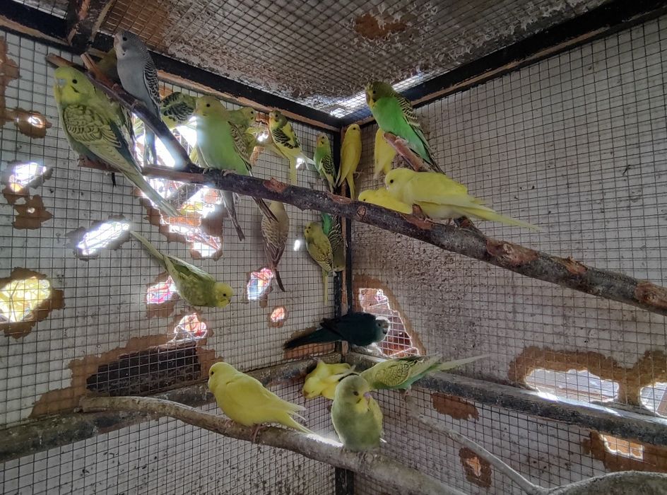 Papuga Falista Papużka Falista Młoda 2025 GRUDZIĄDZ