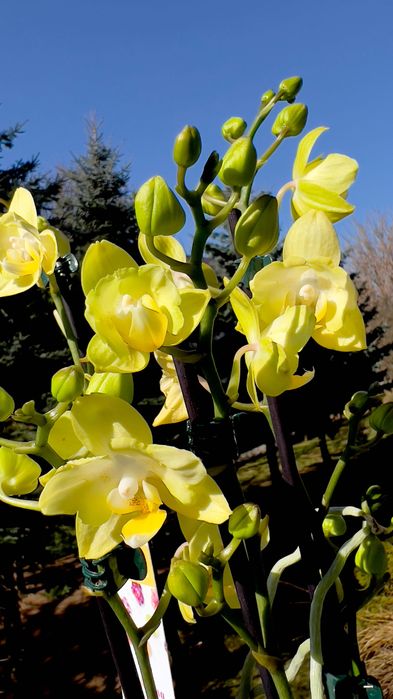 Sprzedaż storczyków.