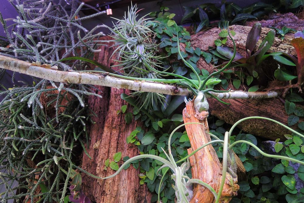 jaszczurka trawiasta, takydromus dorsalis, zielona, dzienna, nie gekon