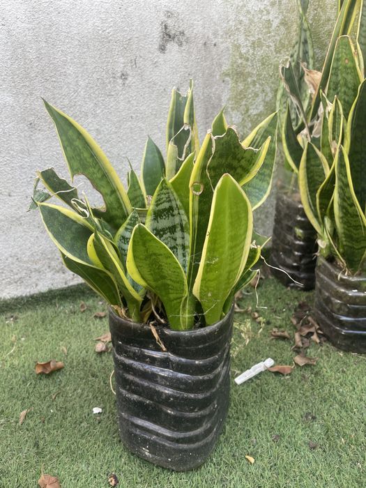 Espada de são Jorge