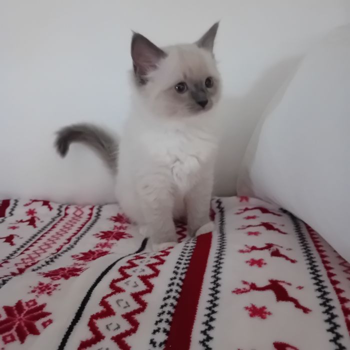 Kotka  Ragdoll z rodowodem