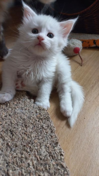 Kocurek Maine Coon WCF