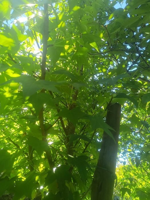 Liquidambar / Liquidambas árvore