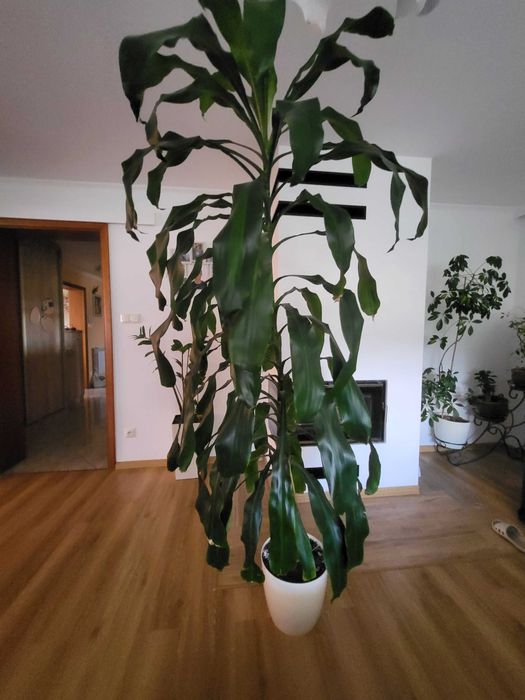 Dracena duża sprzedam