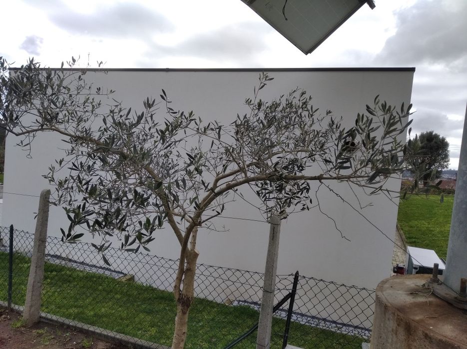 Oliveiras para jardim