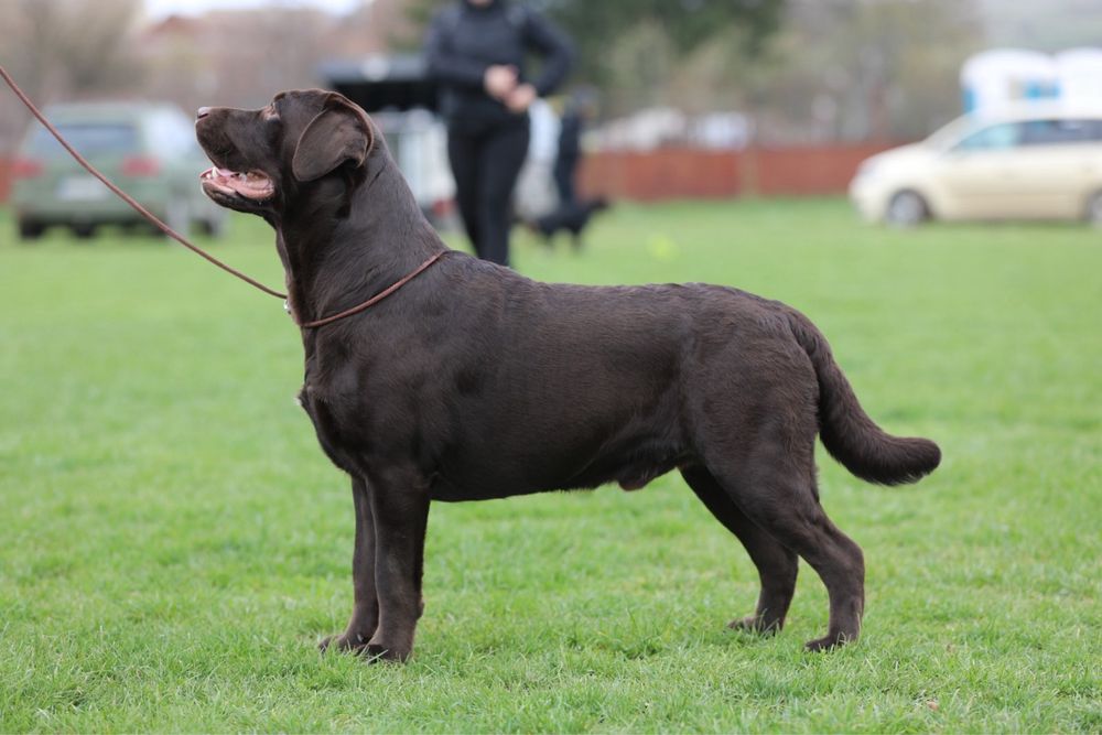 Вязка лабрадор ретривер