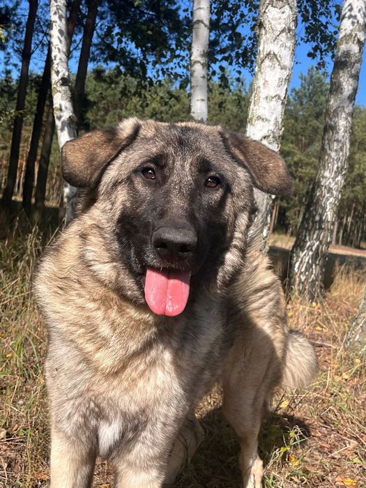 Piękny molos do adopcji