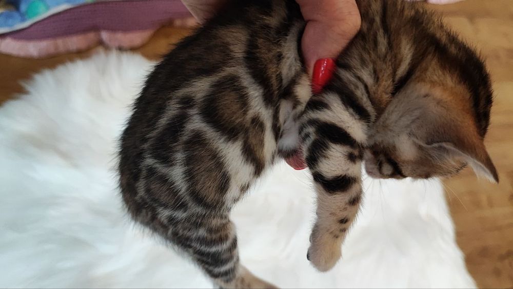 Елітні Бенгальські кошенятка бенгали WCF