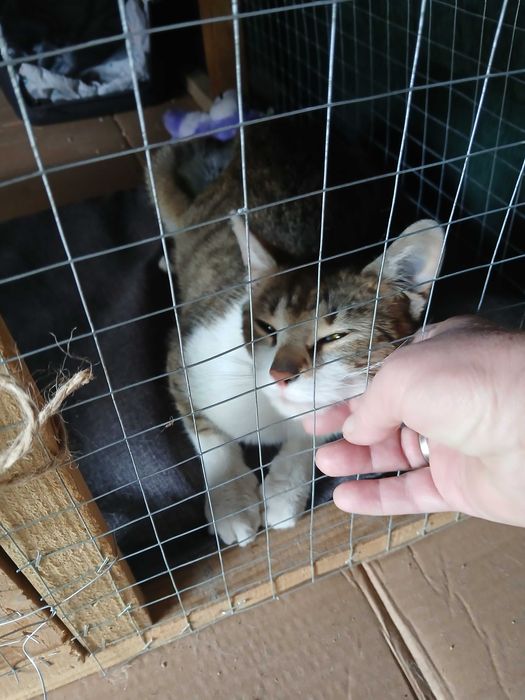 Przecudowna, młoda kotka do adopcji. Kocha ludzi, bardzo miziasta! Katowice