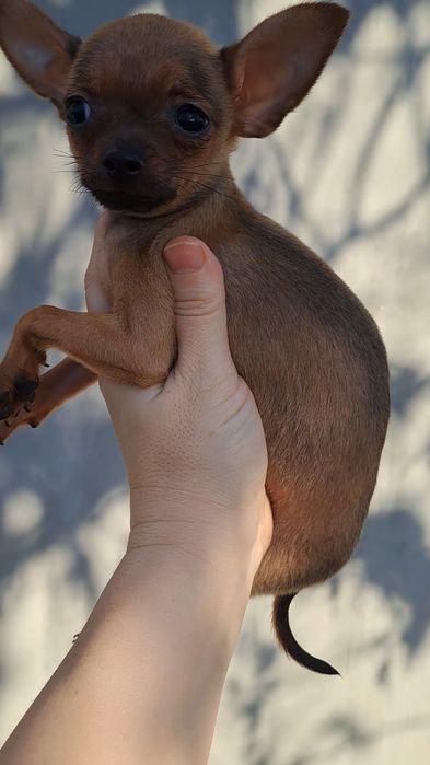 Охрана для кармана!