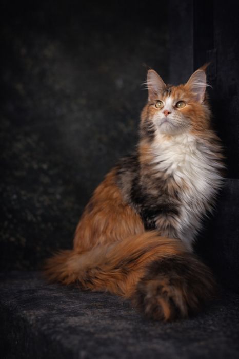 Мейн кун шикарна дівчинка