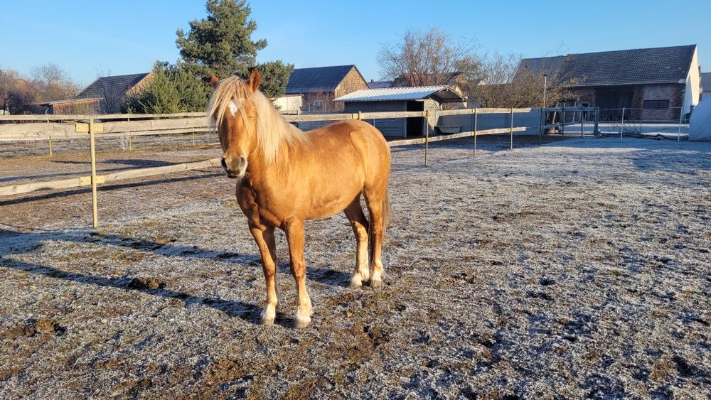 Koń   Haflinger  okazja
