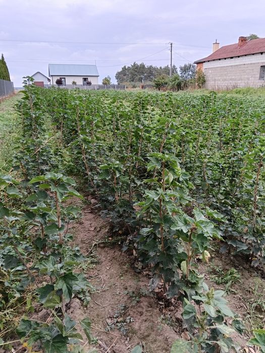Sadzonka porzeczki czerwonej