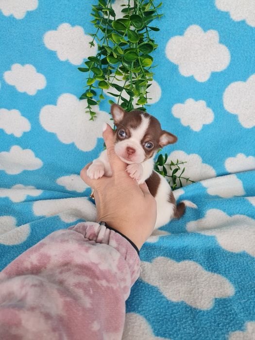 Excecional menino mini Chihuahua/Chiuaua,LinhagemRussa de Qualidd