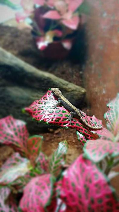 Gekon płaczący (Lepidodactylus lugubris) stado 3 szt. z ogrzewaczem