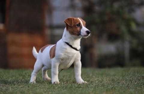 Jack Russel Terrier szczeniak