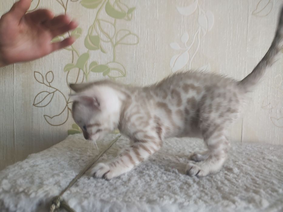 Тварини , кошенята Бенгальської клубної кішки