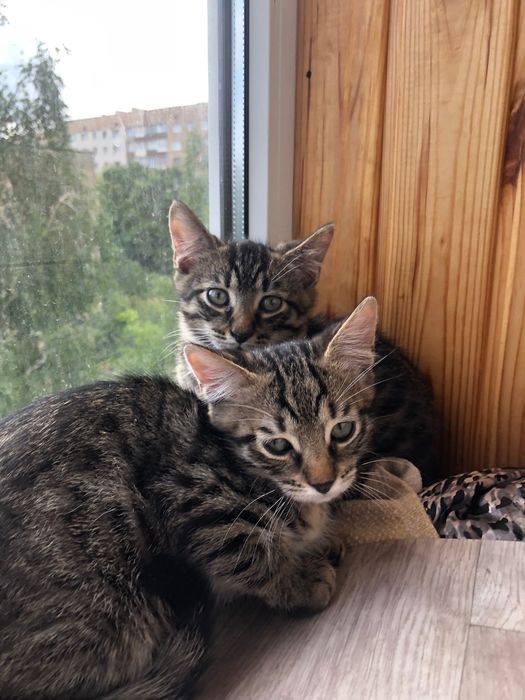 Кошенята безкоштовно в добрі руки