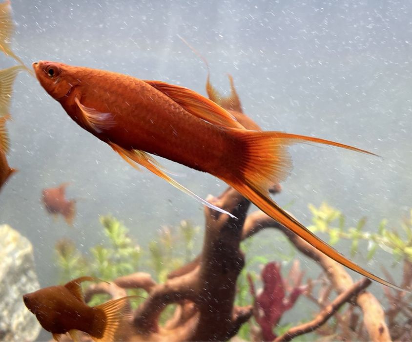 Mieczyk weloniasty LIRA - samce