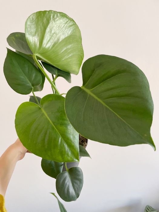 Conjunto plantas de interior