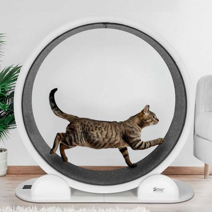 Modern Living bieżnia dla kota