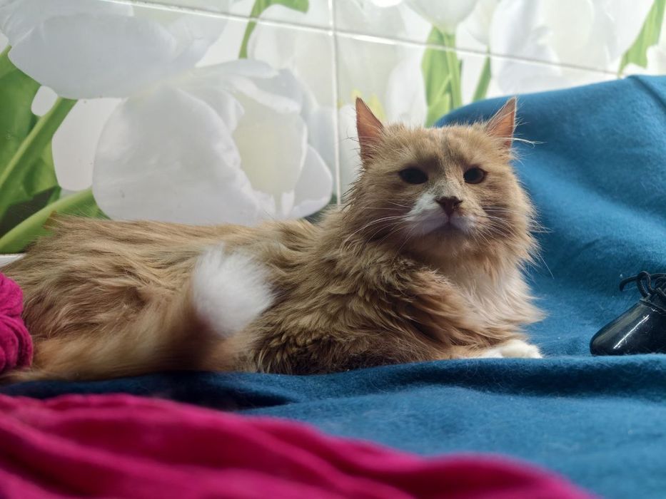 Красень котик в пошуках дому