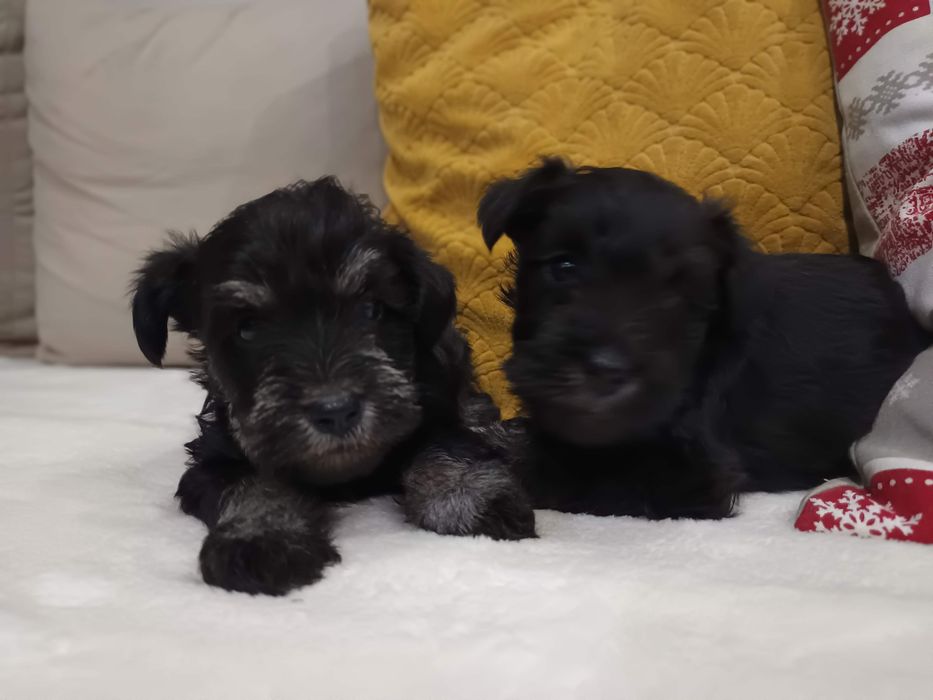 Sznaucer miniaturowy miniatura miniaturka