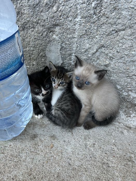 gatinhos para adoção