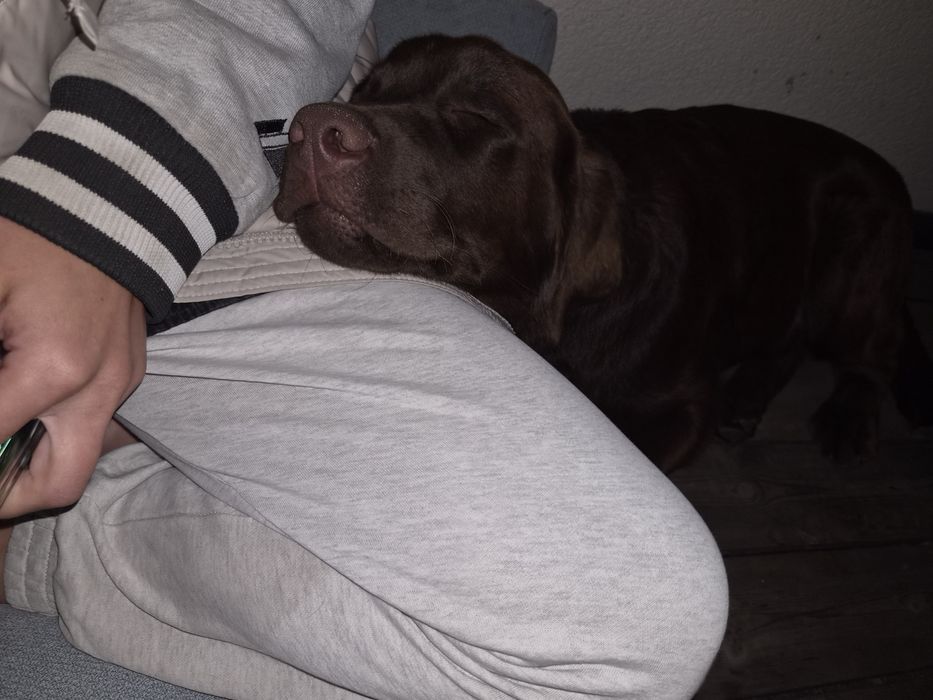 W najlepsze ręcę zaufam rasowego labradora.