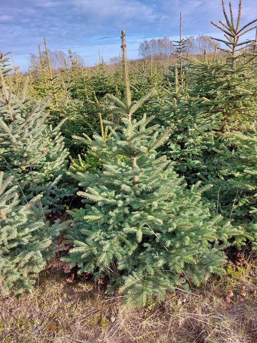 Świerk srebrny , świerk pospolity. Plantacja choinek