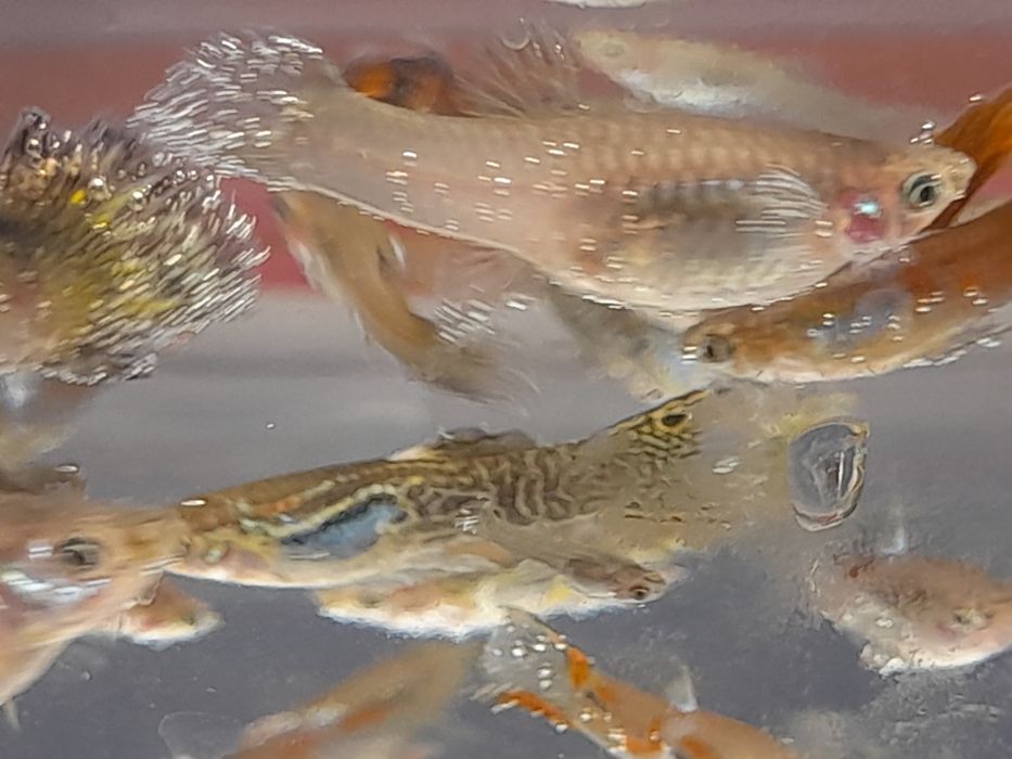 Продж акваріумних рибок гуппі опром і в роздріб