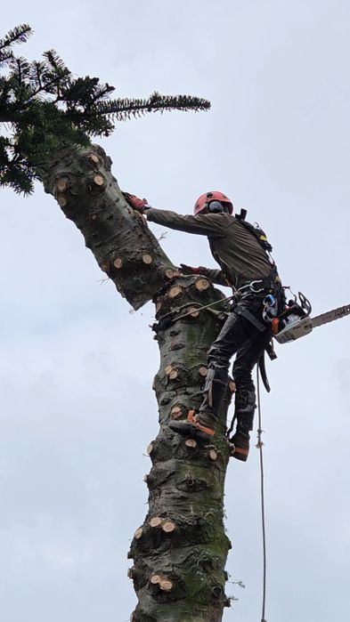 Frezowanie pni, wycinka drzew, uslugi ogrodnicze, glebogryzarka separa