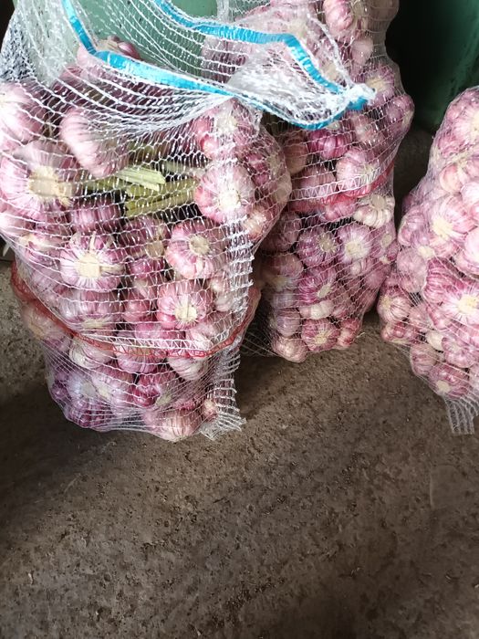 Czosnek HARNAS obrany na zielono peczki